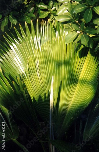 plantes de guadeloupe