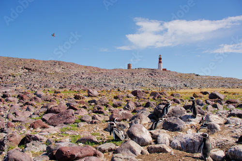 colonie de pingouin