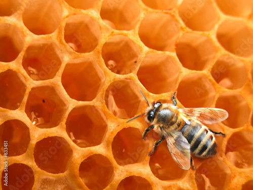 bee on honeycomb
