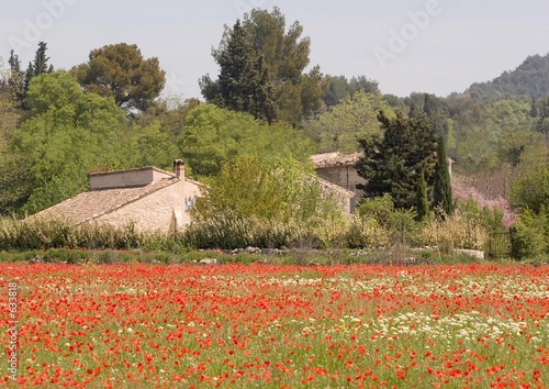 Fototapeta Naklejka Na Ścianę i Meble -  champs de coquelicots