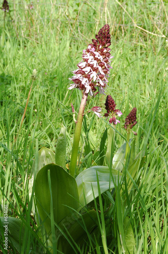orchidée sauvage