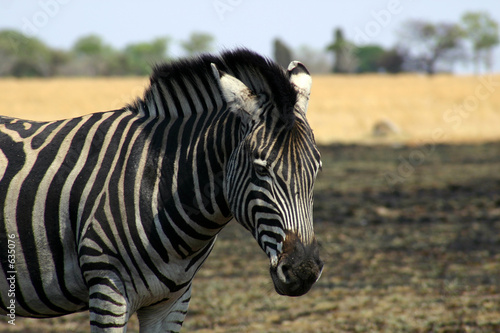 close up of a zebra