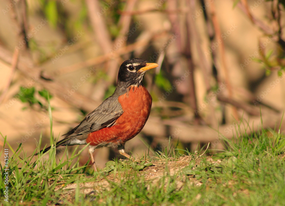 robin robin
