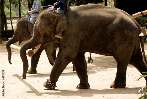thailand, chiang mai: elephant performance