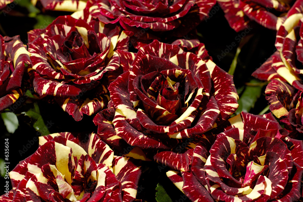Fotografija flowers 92
