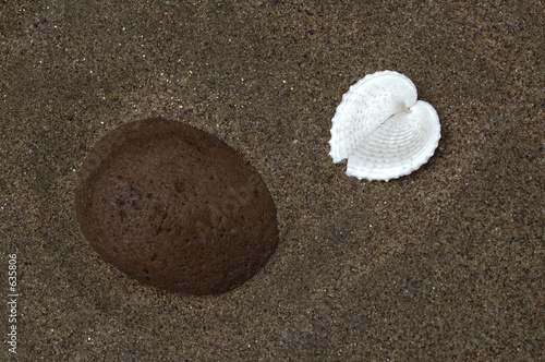 heart shape shell