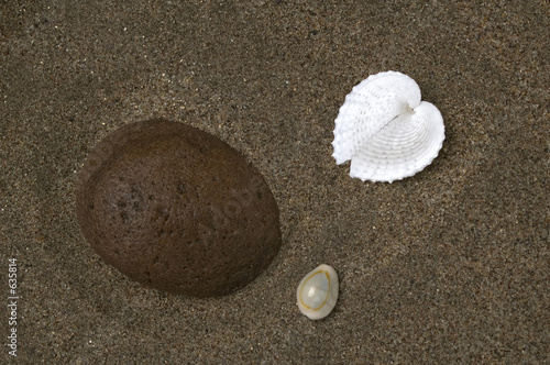seashells