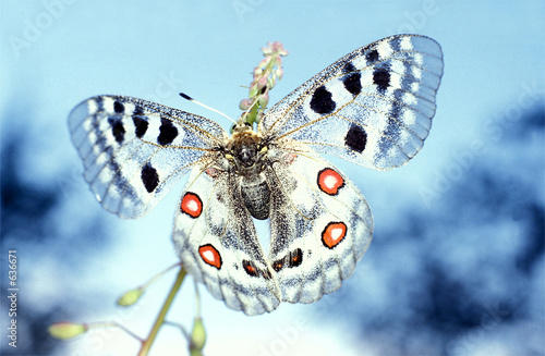 Apollofalter, parnassius apollo, Schmetterling, Copyspace photo
