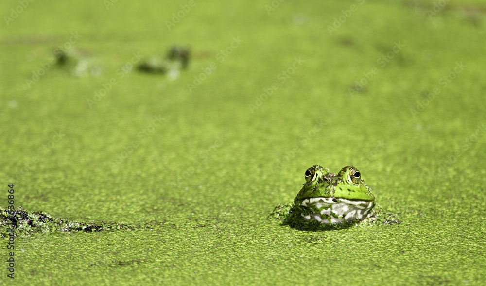 Fotografia bullfrog at brazos bend