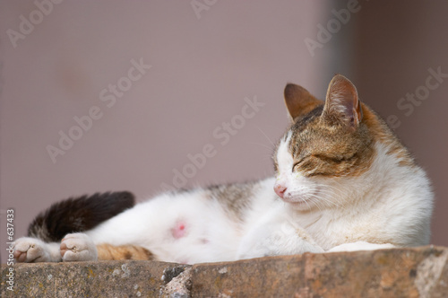 cat sleeping and enjoying the sunshine