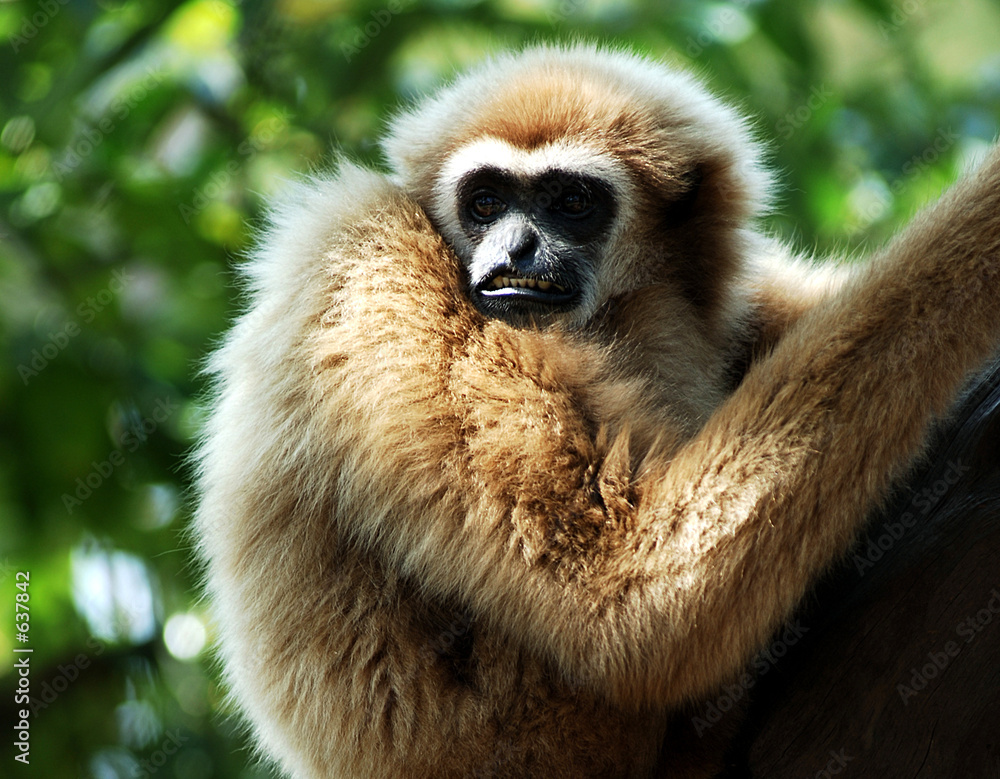 Obraz premium thailand, koh samui: monkey