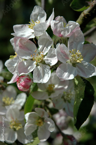 blossom cluster