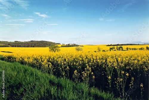 yellow field with sky and clouds