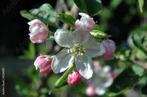 spring blossoms