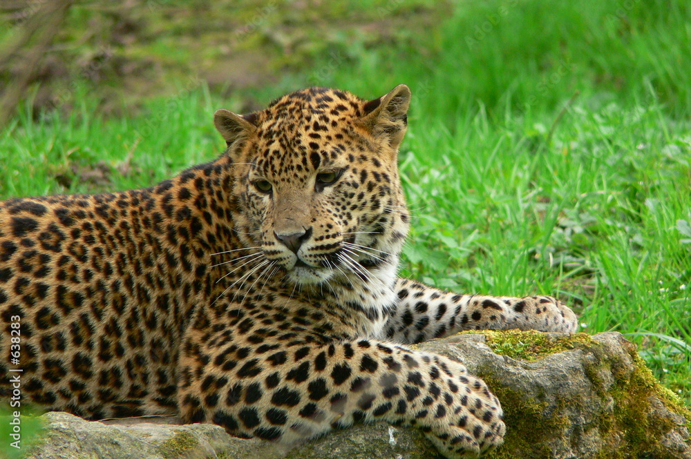 panthère panthère