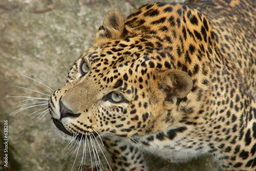 panthère