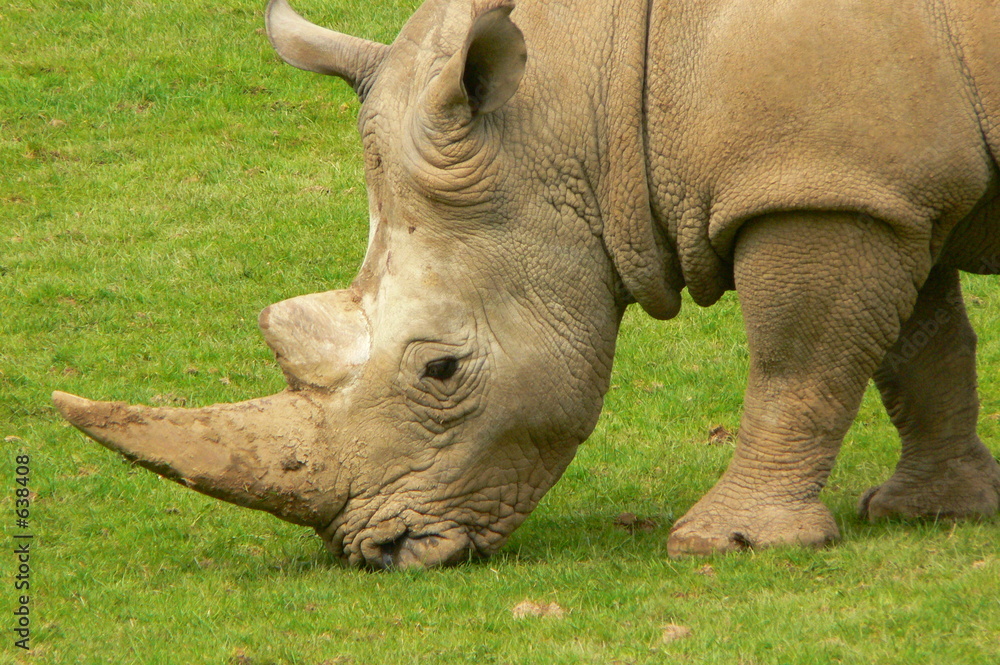 Obraz premium rhino