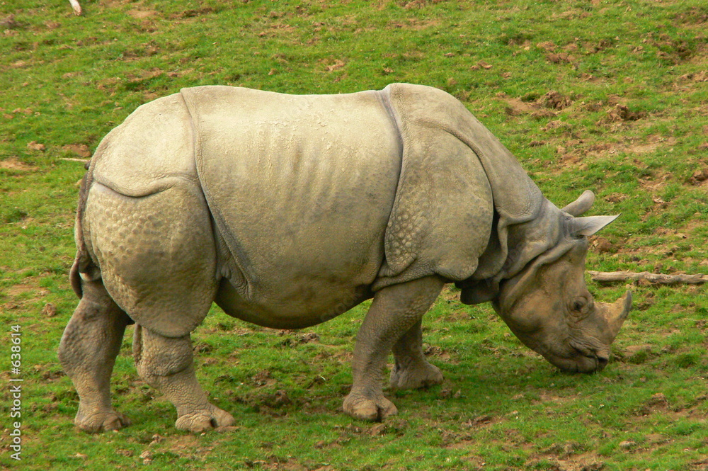 rhino rhino