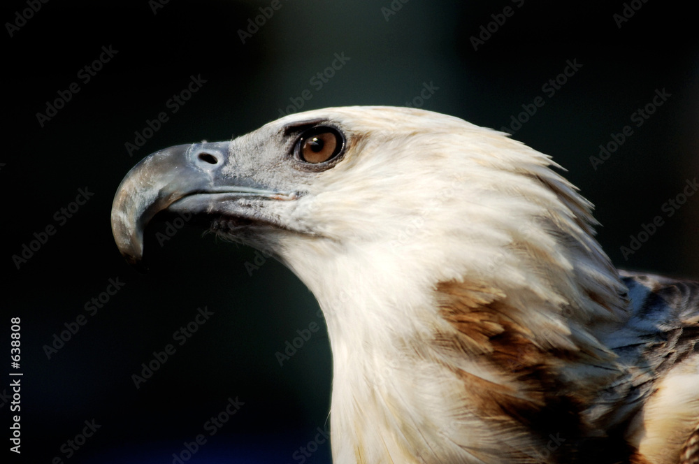 Obraz premium eagle
