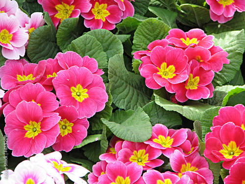 Wallpaper Mural pink primreose Torontodigital.ca