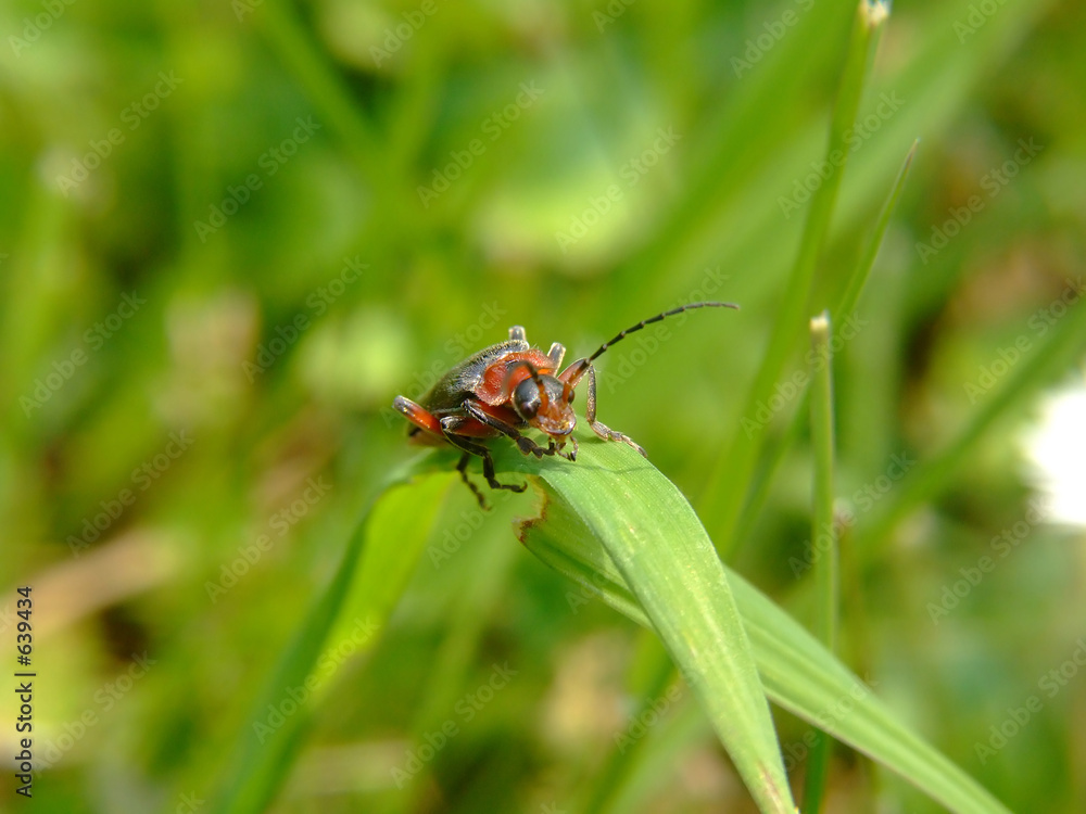 red bug frontal red bug frontal