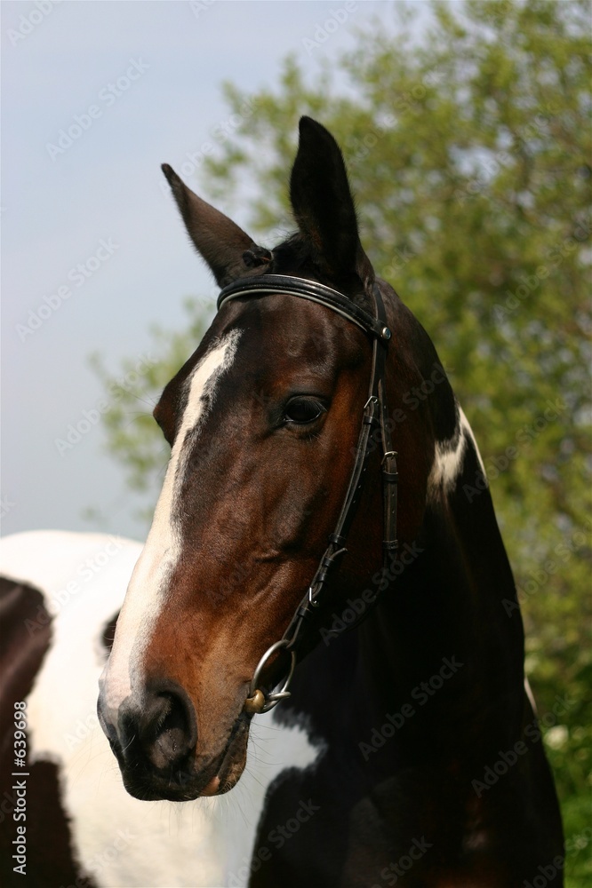 Obraz premium dutch warmblood horse