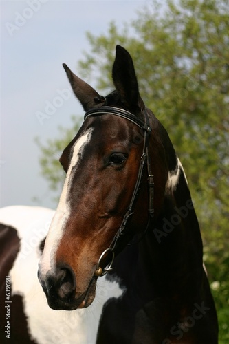 dutch warmblood horse