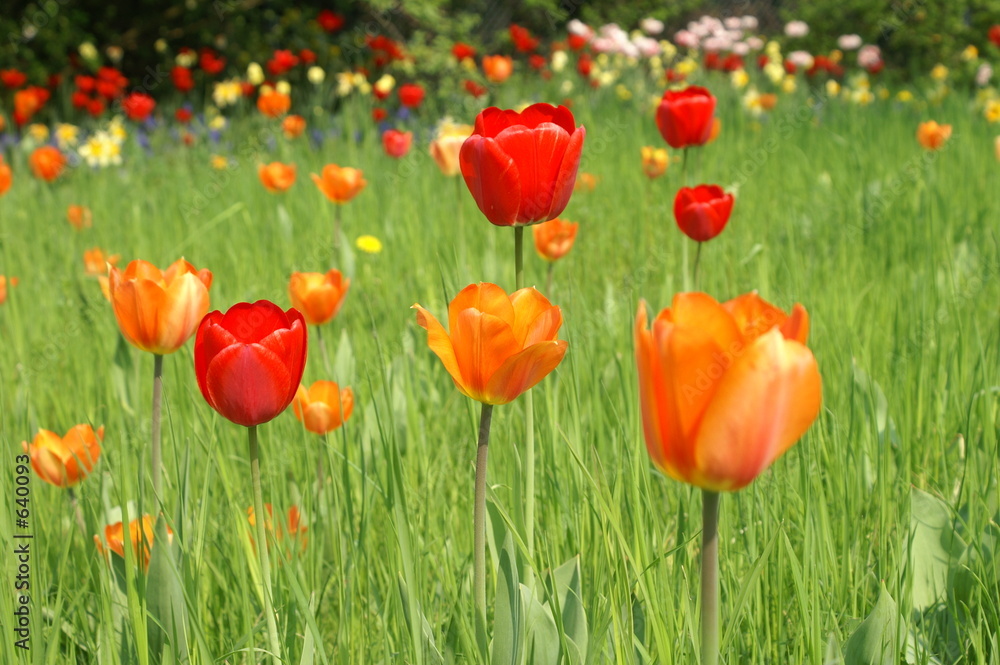 Fototapeta premium tulpenfeld