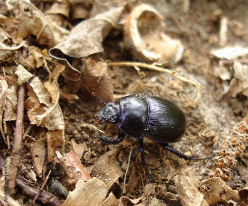 scarabée © corinne matusiak