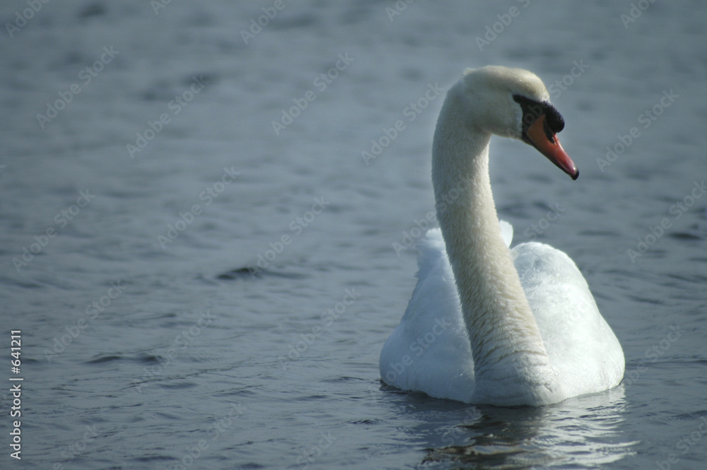 Obraz premium elegance