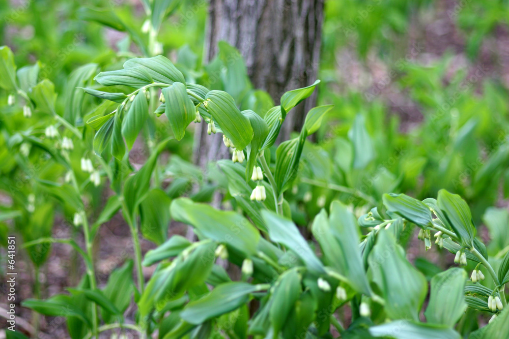 Naklejka premium im wald