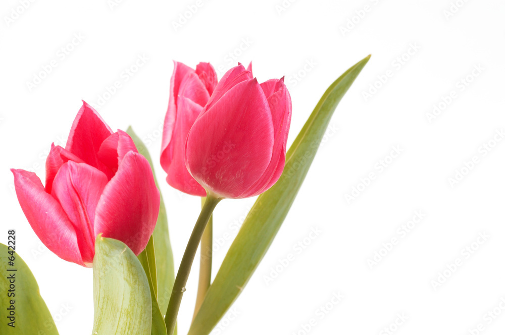 pink tulips pink tulips
