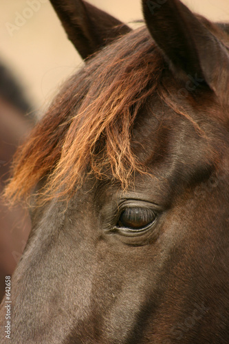in a horses eye
