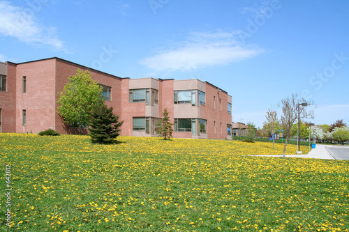 schoolyard with dandelions photo
