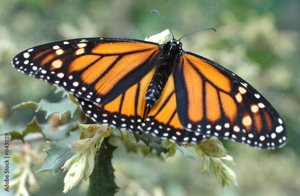 Fototapeta premium monarch butterfly