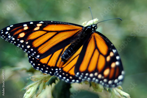 monarch butterfly