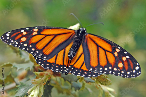 monarch butterfly © Clarence Alford
