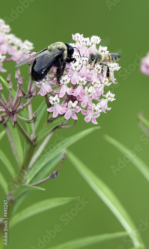 bee buddies