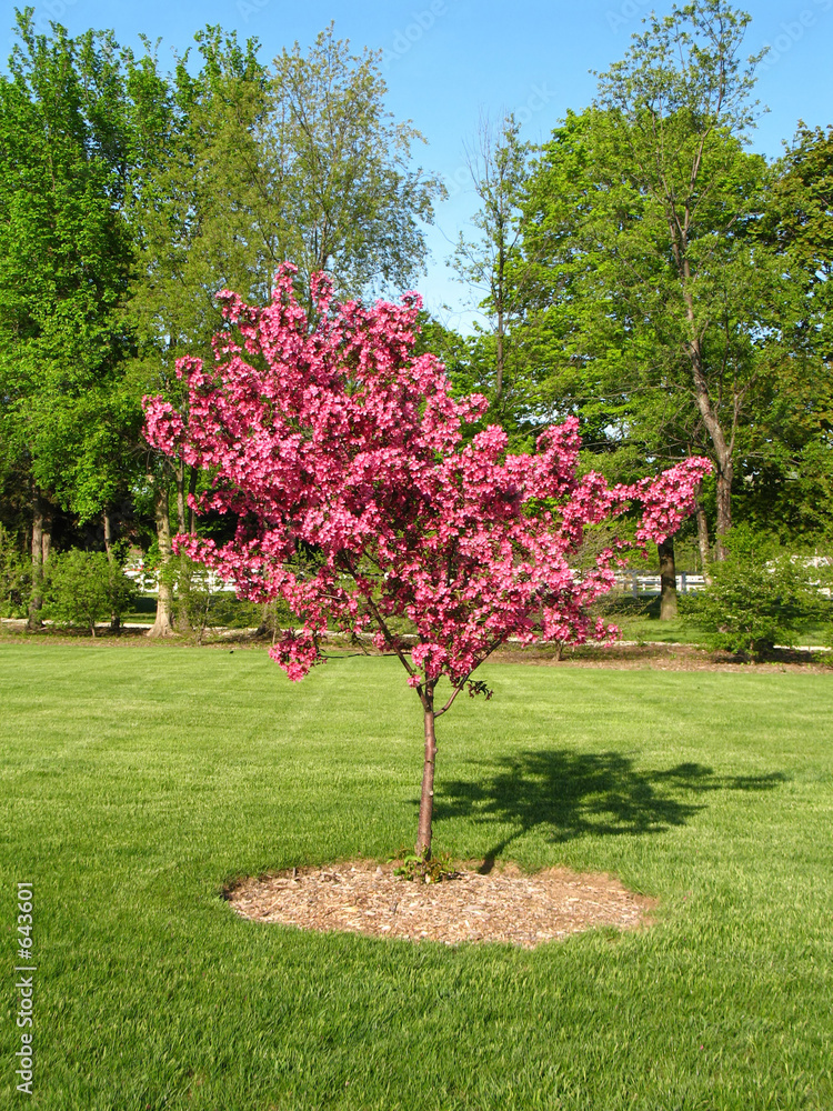 Fotografia eastern redbud cercis canadensis