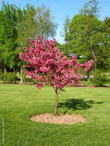 eastern redbud cercis canadensis