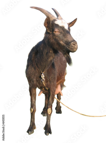 nanny goat on white background