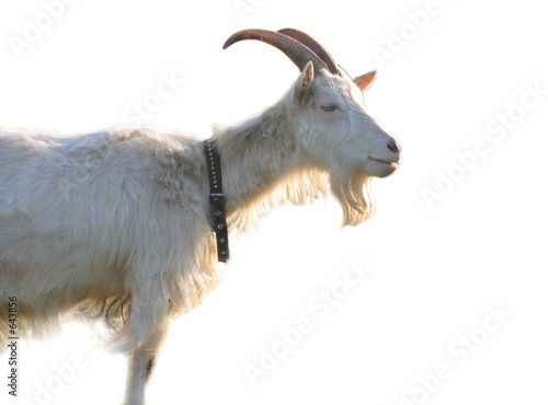 blanching nanny goat