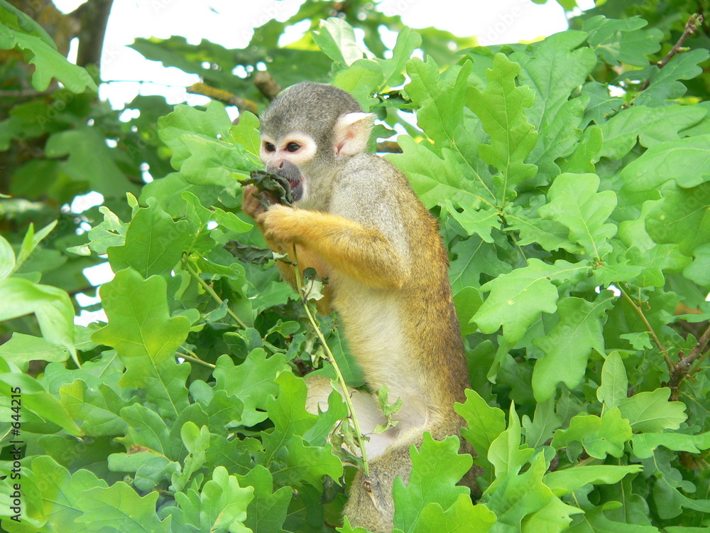 Photography saimiri - singe ecureuil