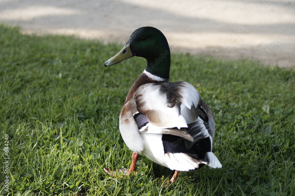 Fotografie donald le canard