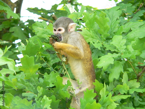 Canvas Print saimiri - singe ecureuil