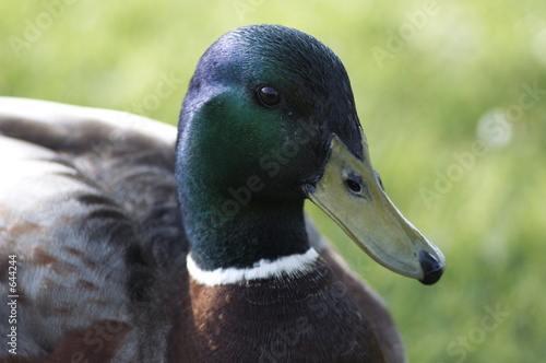 donald le canard col vert