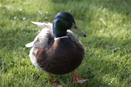 donald le canard