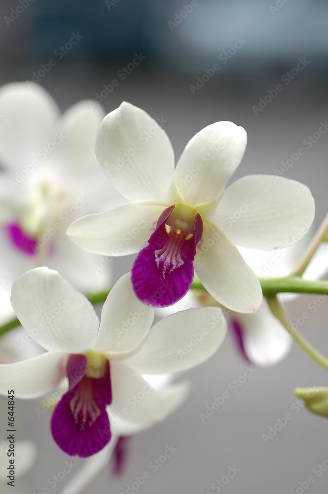 Fotografie orchid 2