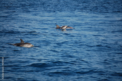 young dolphins learning to swim