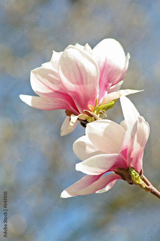 Naklejka premium magnolie